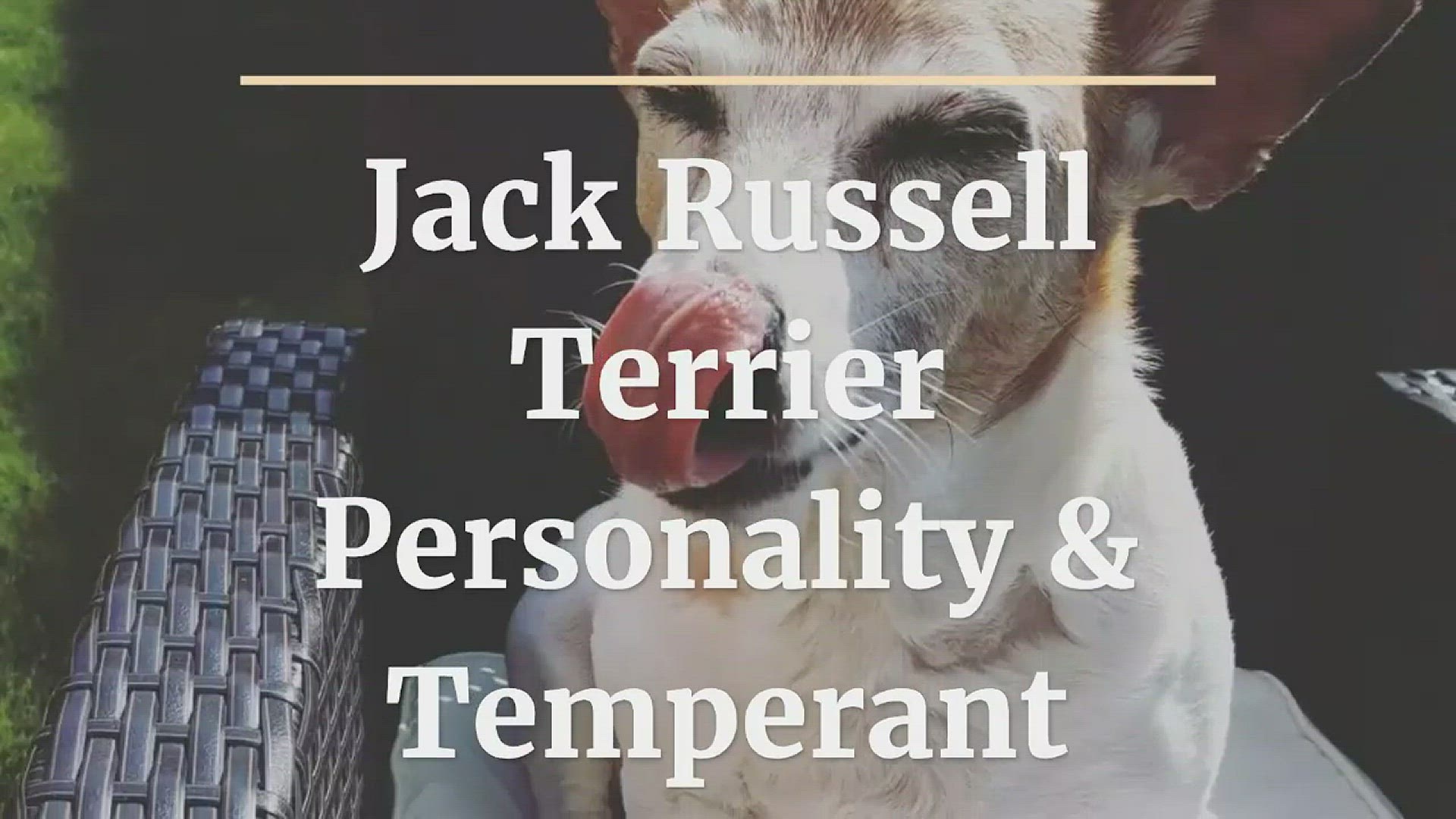 'Video thumbnail for Jack Russell Terrier Personality & Temperament'