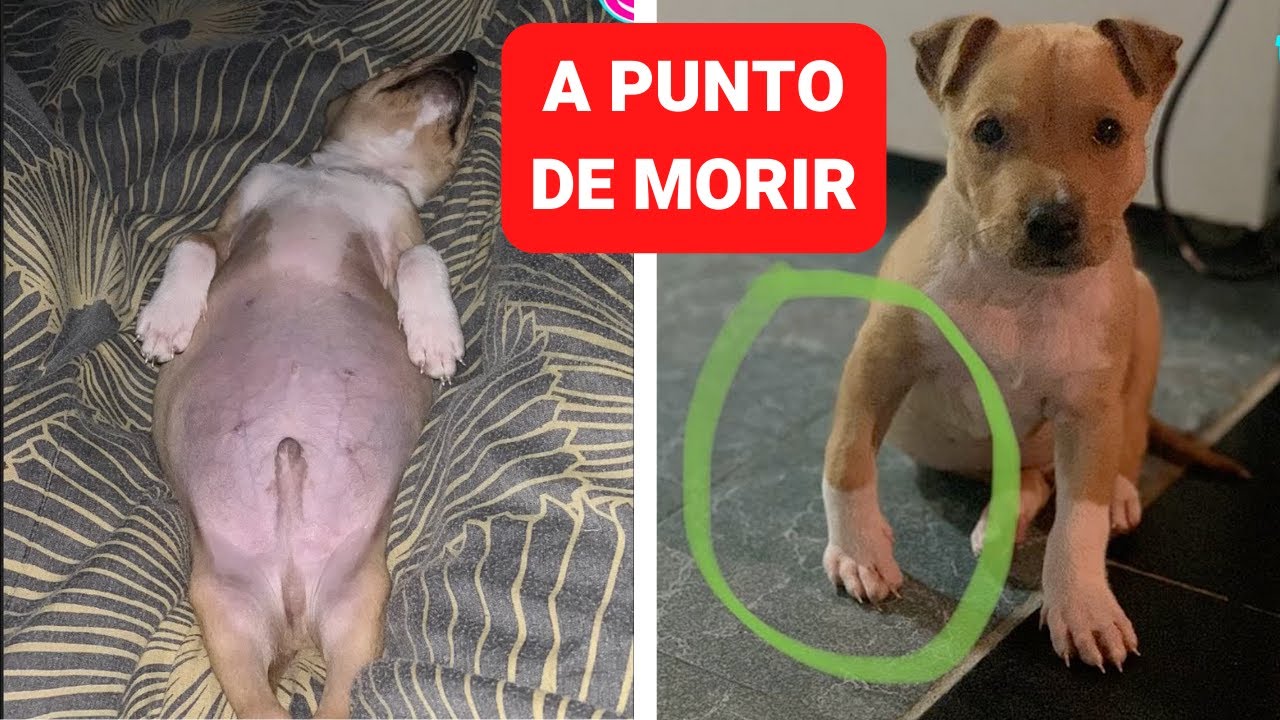 25 mg de benadryl pueden ayudar a la ansiedad del perro