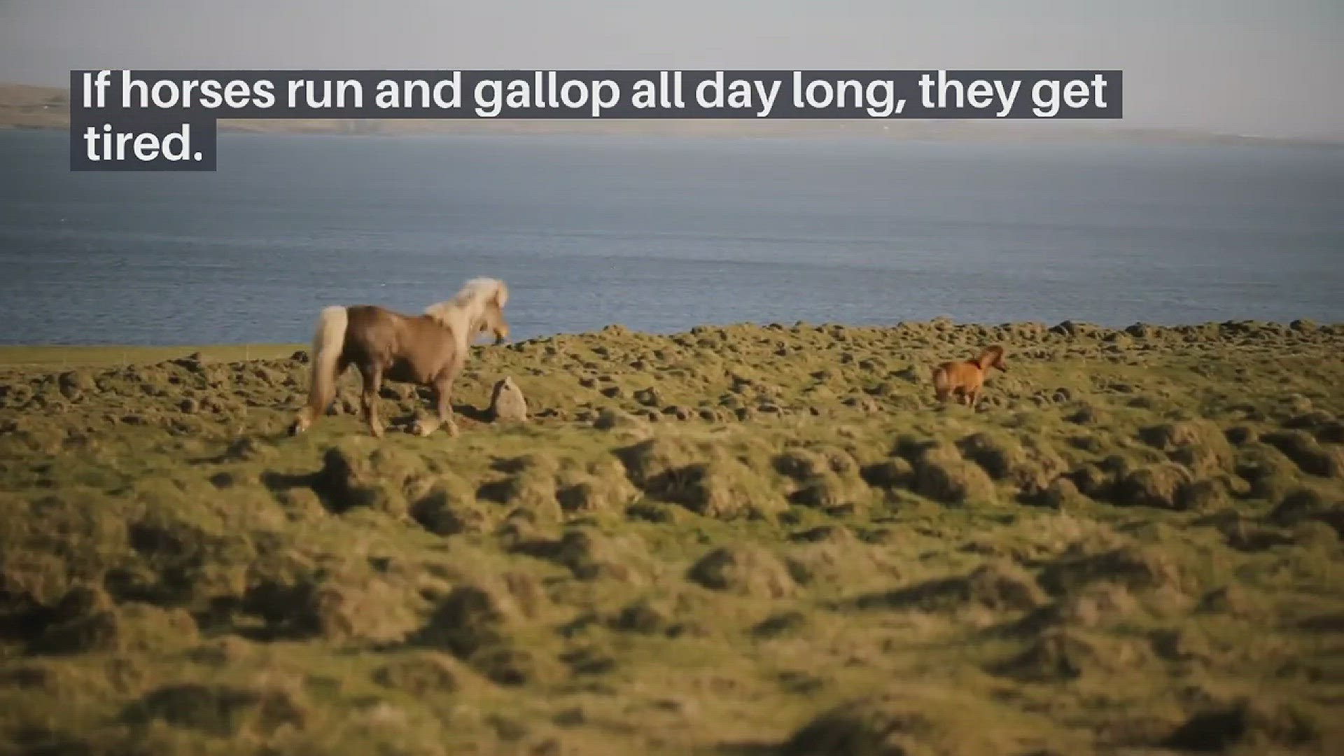 'Video thumbnail for Do Horses Get Tired Or Not'