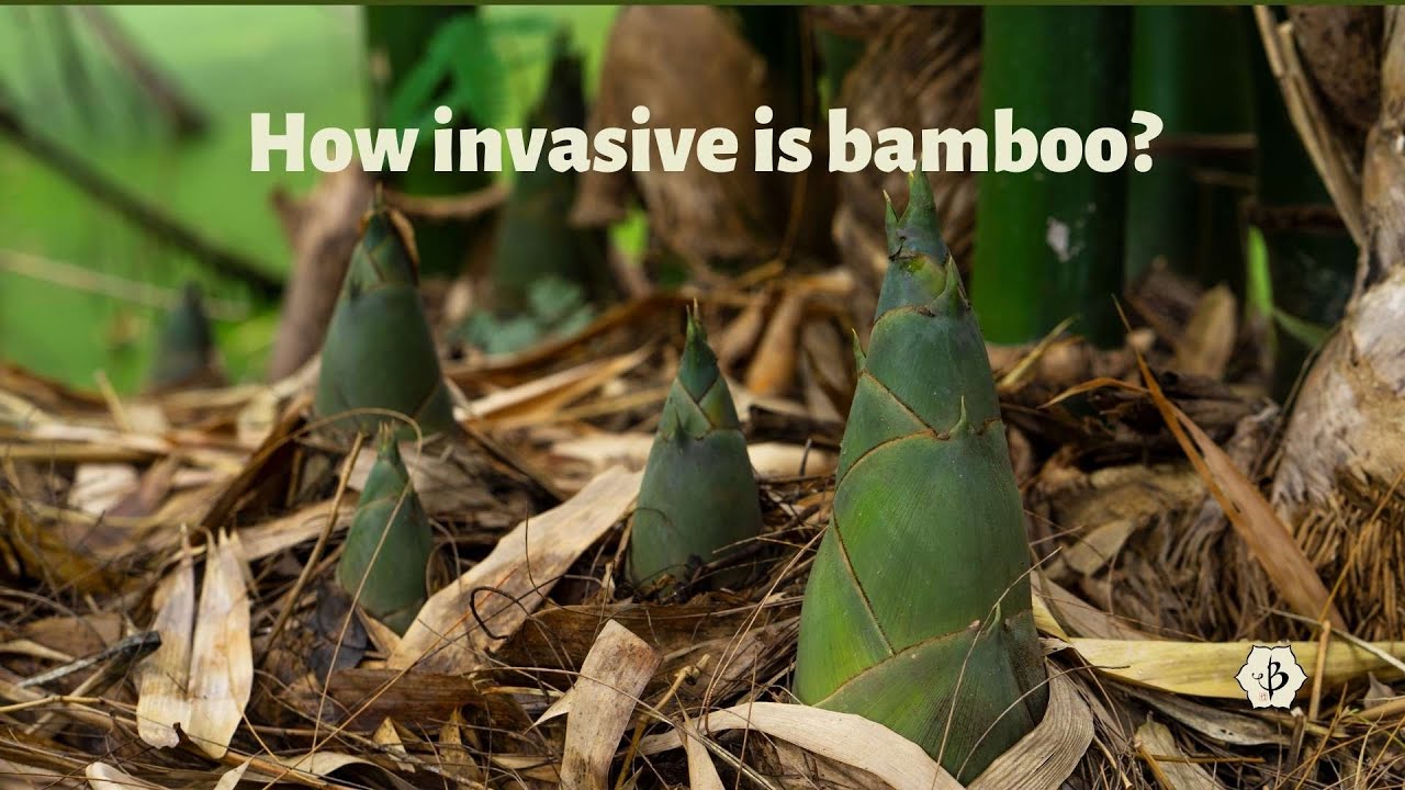 'Video thumbnail for Friend or Foe: How invasive is bamboo?'