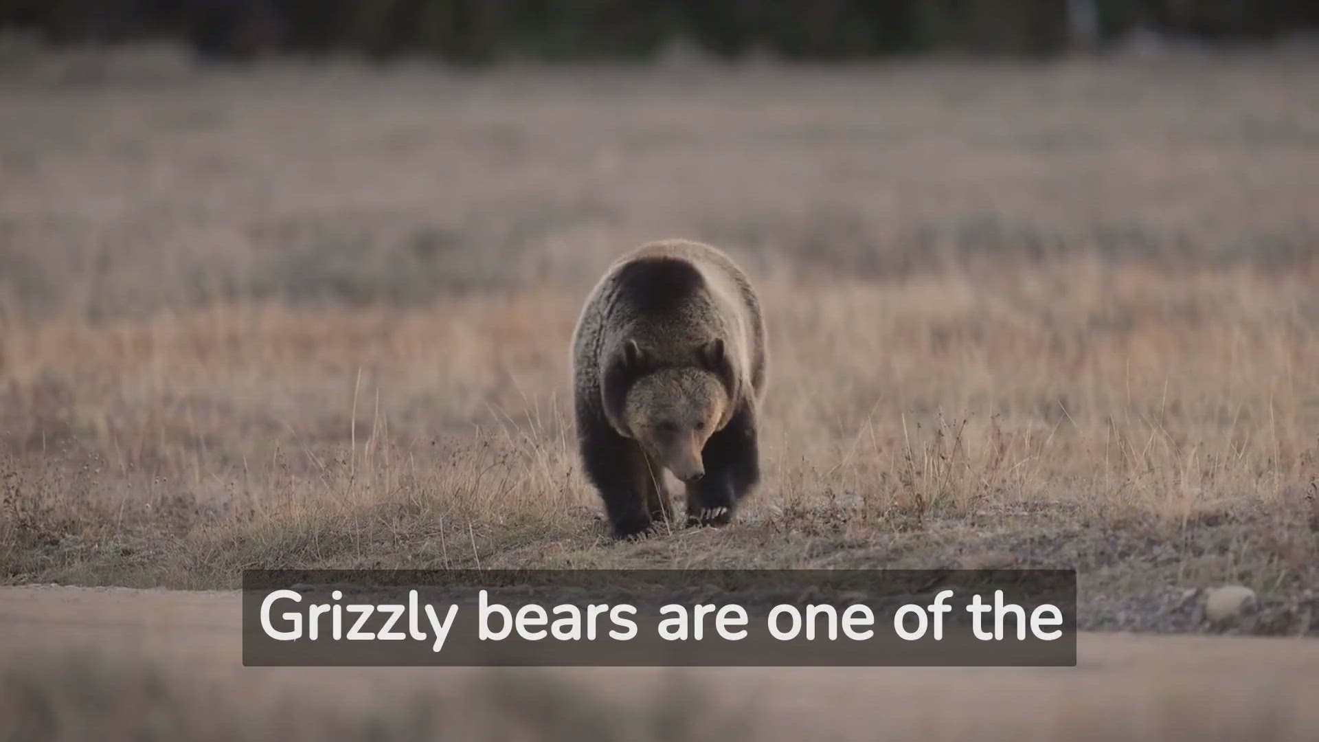 'Video thumbnail for wild-behavior-what-grizzly-bears-are-really-like'