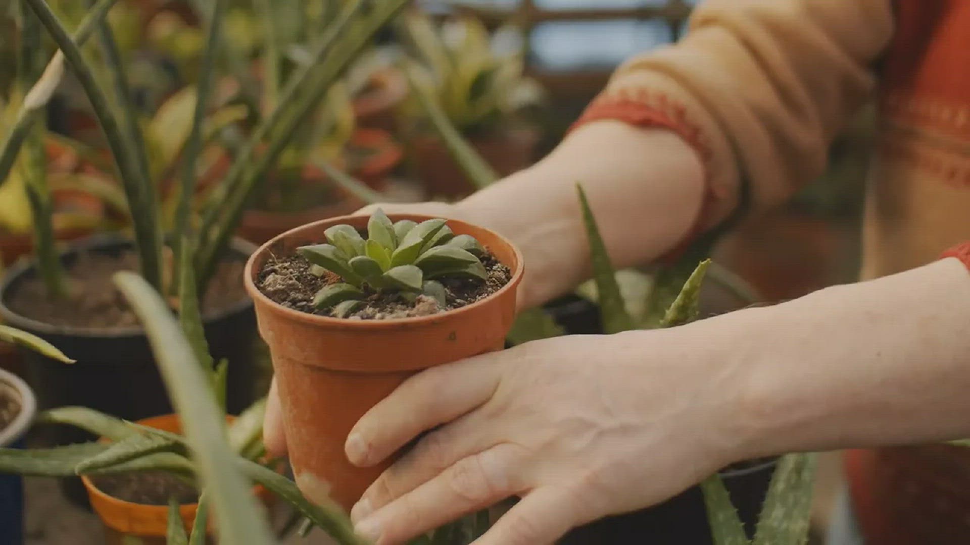 Video thumbnail for Longest Living Houseplants