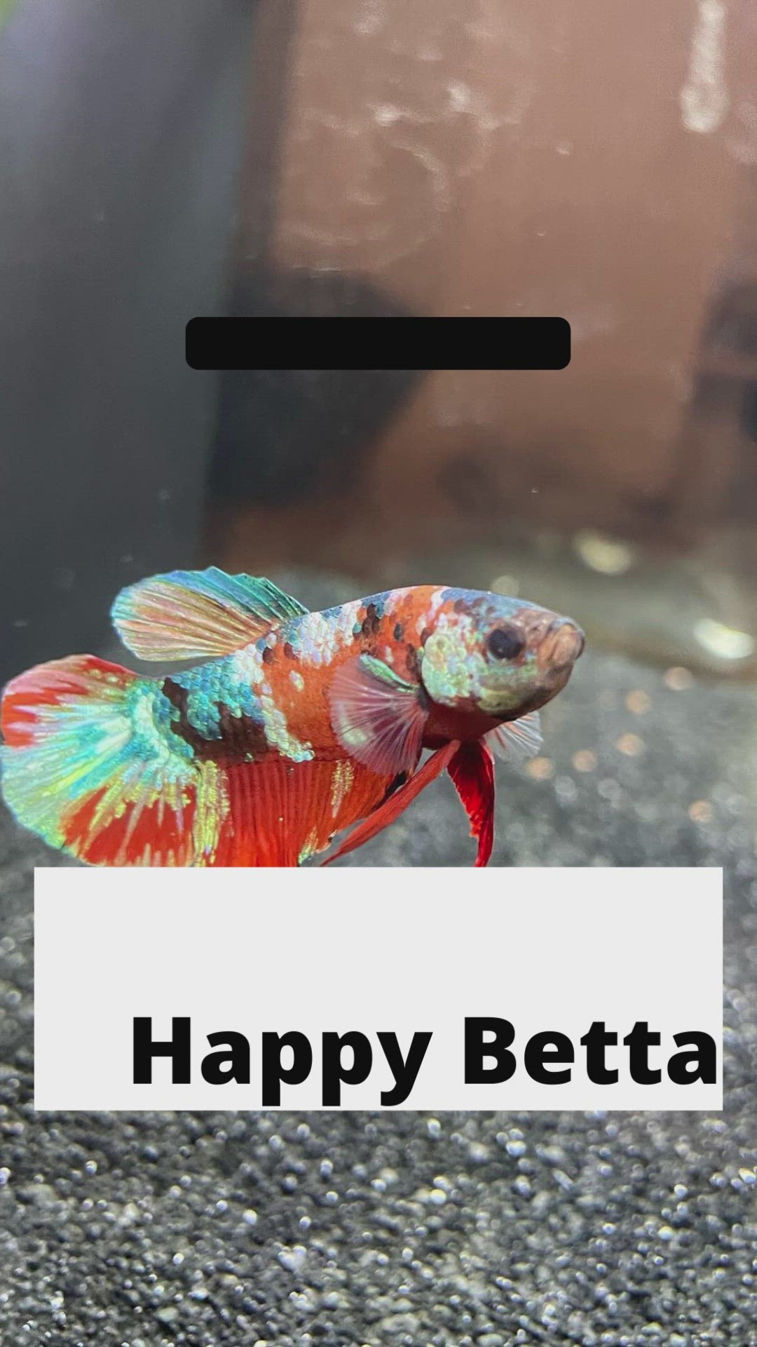 Video thumbnail for Top 7 Signs of A Happy Betta