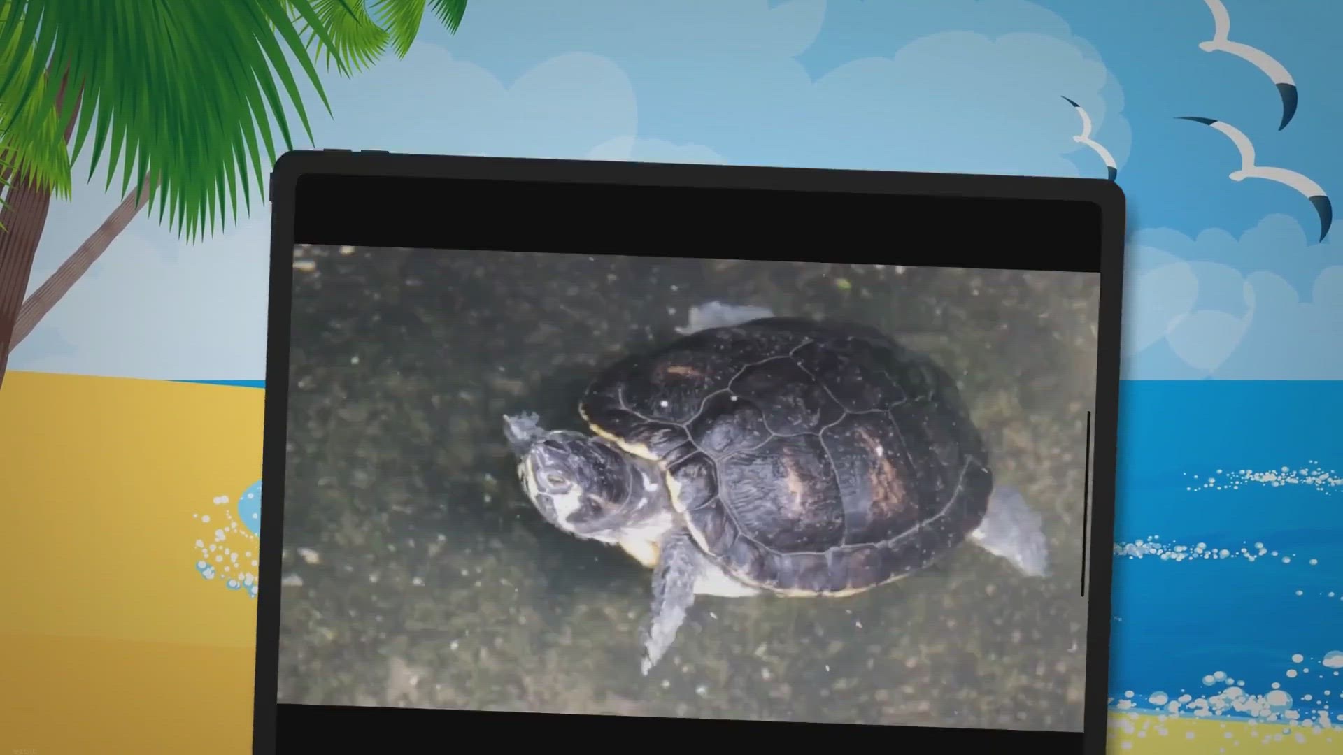 Shell Pyramiding In Tortoises