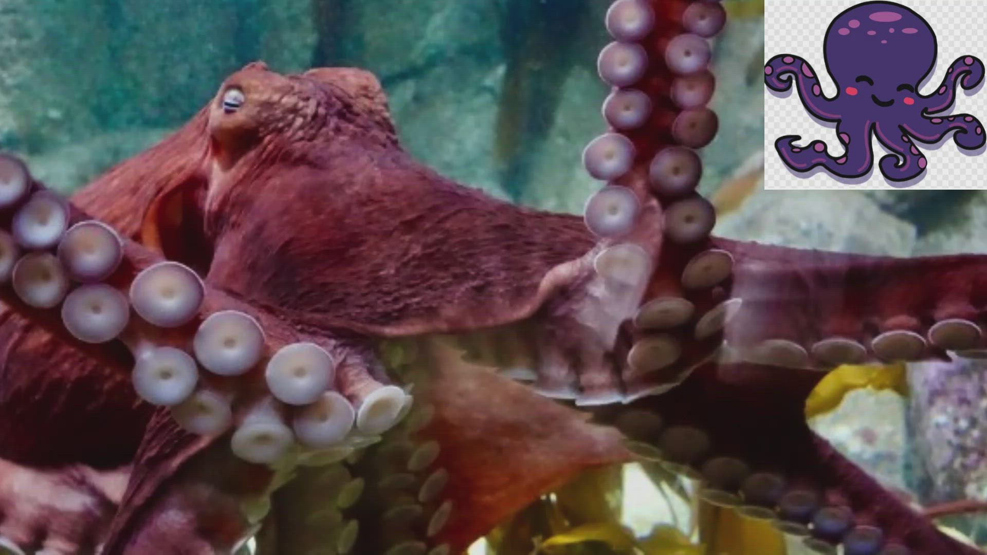 'Video thumbnail for How many hearts does an octopus have?'