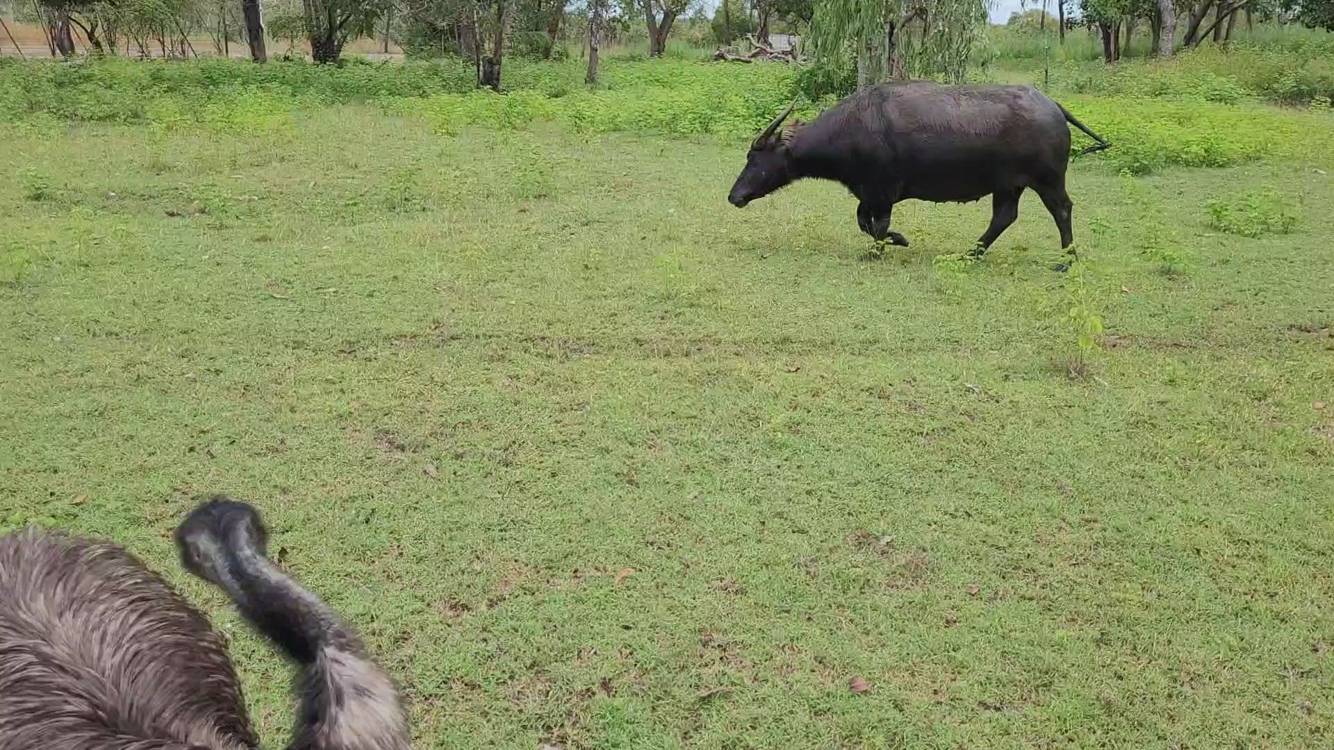 Video thumbnail for Animals at Bark Hut Darwin