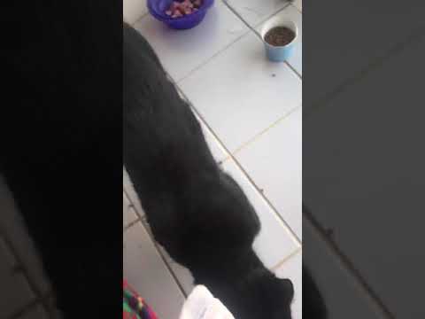 Video thumbnail for A kitten came to our 6th floor balcony 🙀 The paw-rents made her a wee den #cats #kittenrescue
