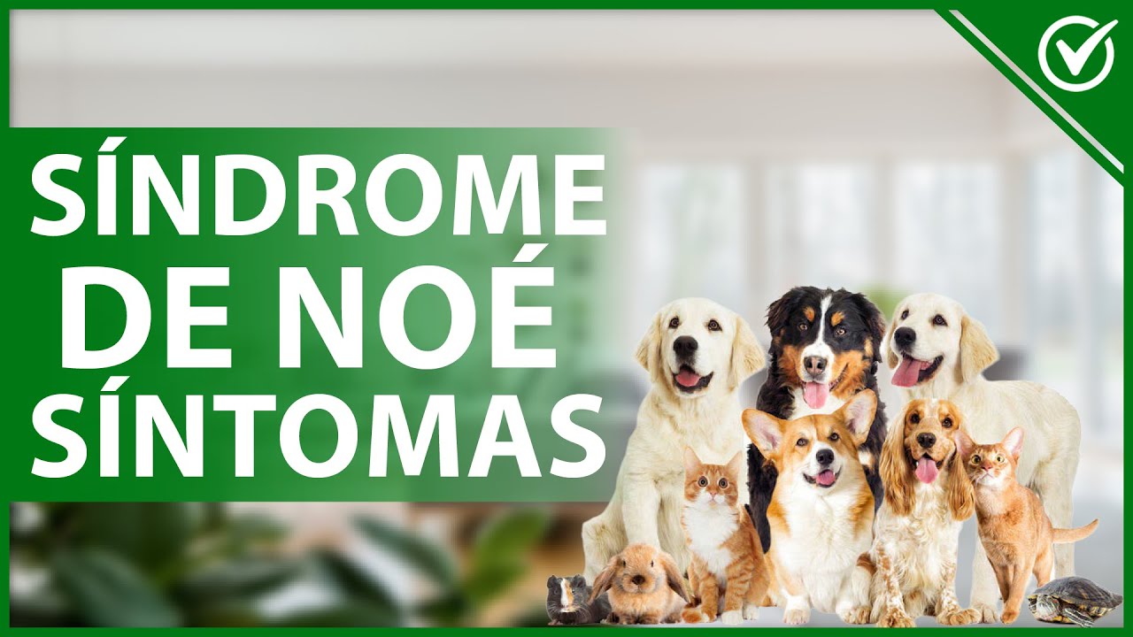 Video thumbnail for 🐶 SÍNDROME de NOÉ: Qué es, causas, síntomas, cuidados y su tratamiento 🐶