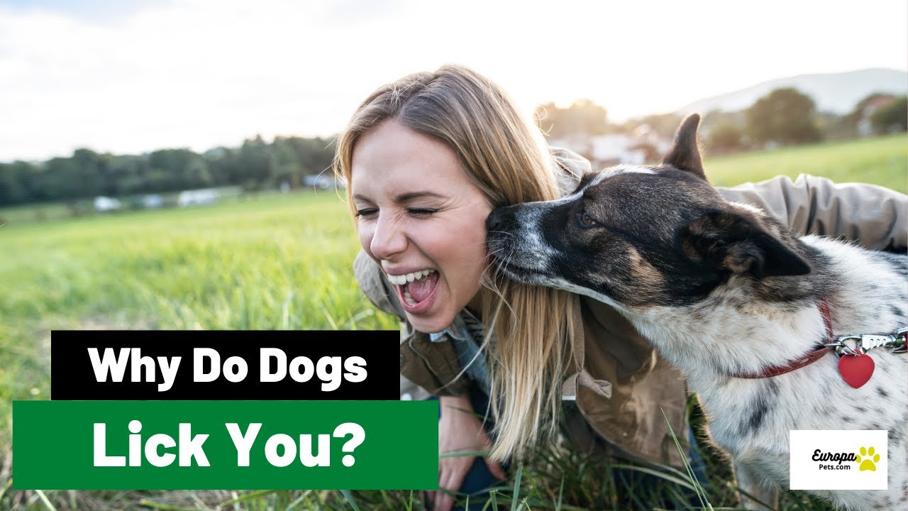 Video thumbnail for Why do dogs lick you?