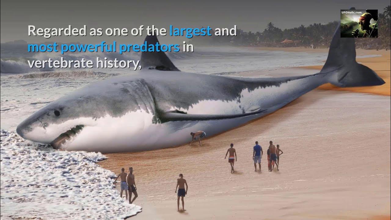 'Video thumbnail for Evidence Of MASSIVE 100,000 Pound Shark Appears'