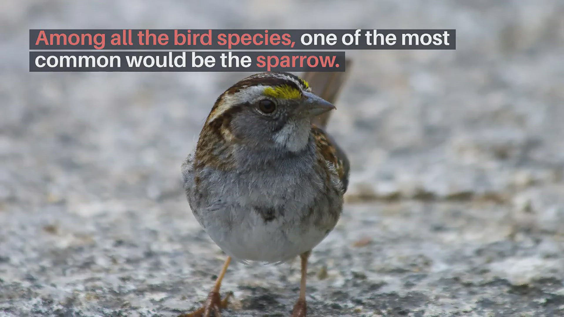 'Video thumbnail for Sparrow As Pets'
