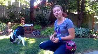 'Video thumbnail for Toss and Click Training for Fearful, Reactive, and Aggressive Dogs'