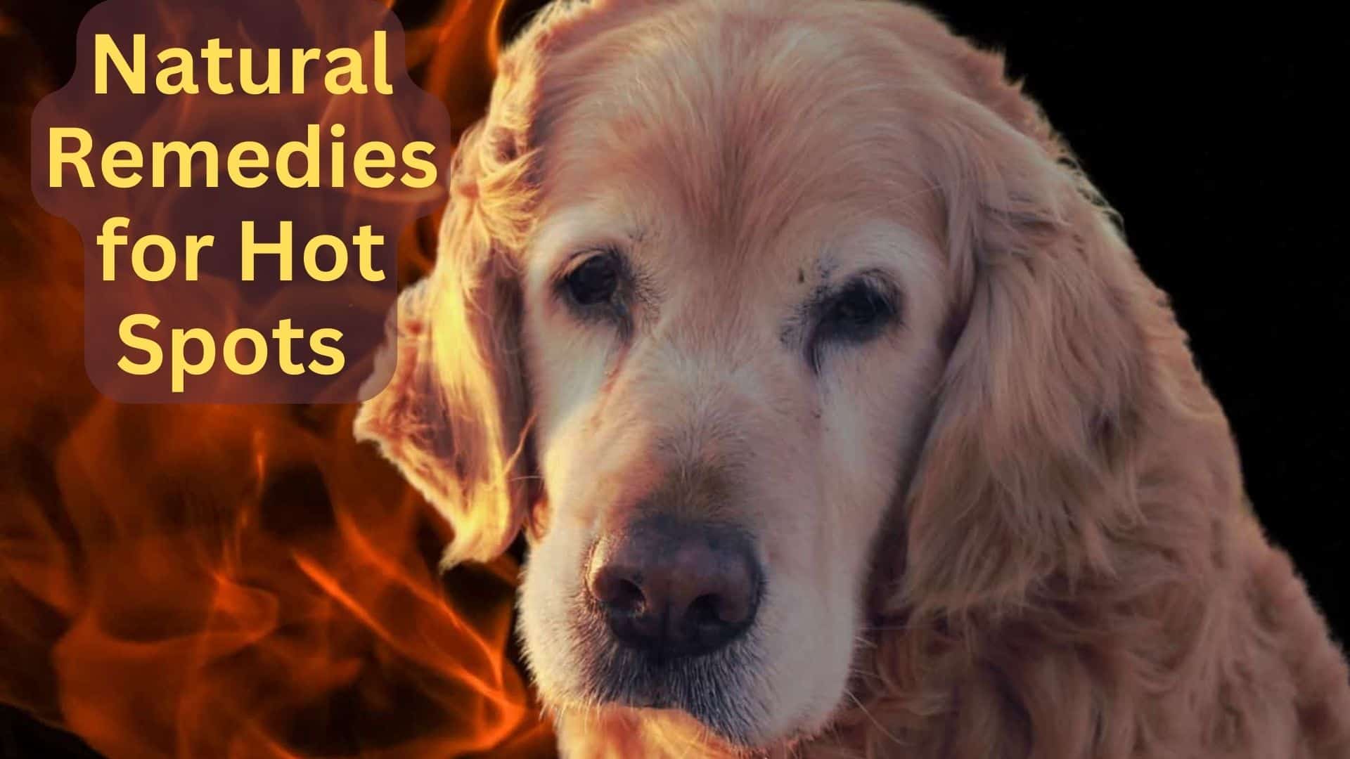 what essential oils are good for hotspots on dogs