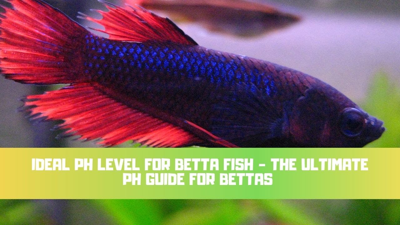 Video thumbnail for Ideal pH Level For Betta Fish - The ULTIMATE pH Guide For Bettas - How To Raise/Lower pH & More!