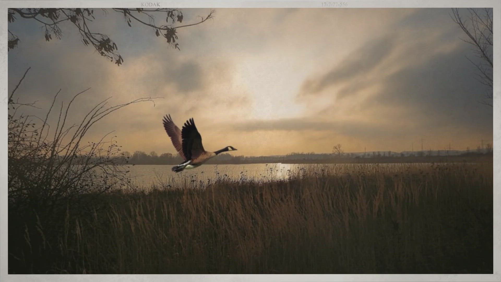 Video thumbnail for Where Do Geese Live?