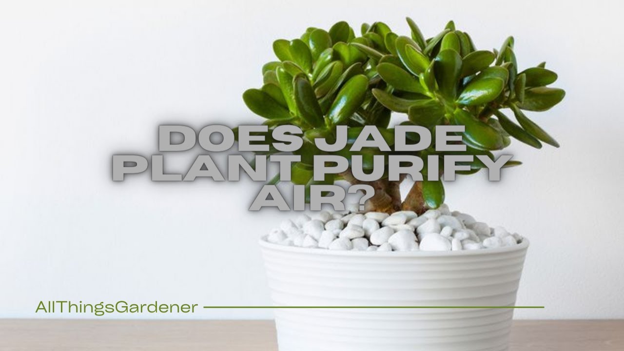 video of: Does Jade Plant purify air?