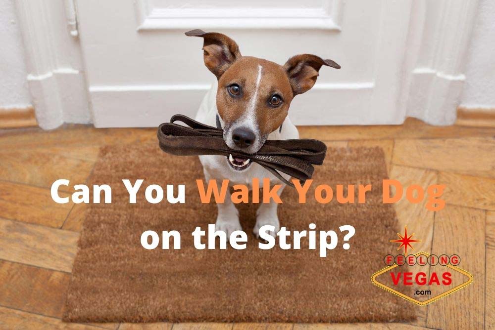 'Video thumbnail for Walking Dogs on the Las Vegas Strip'