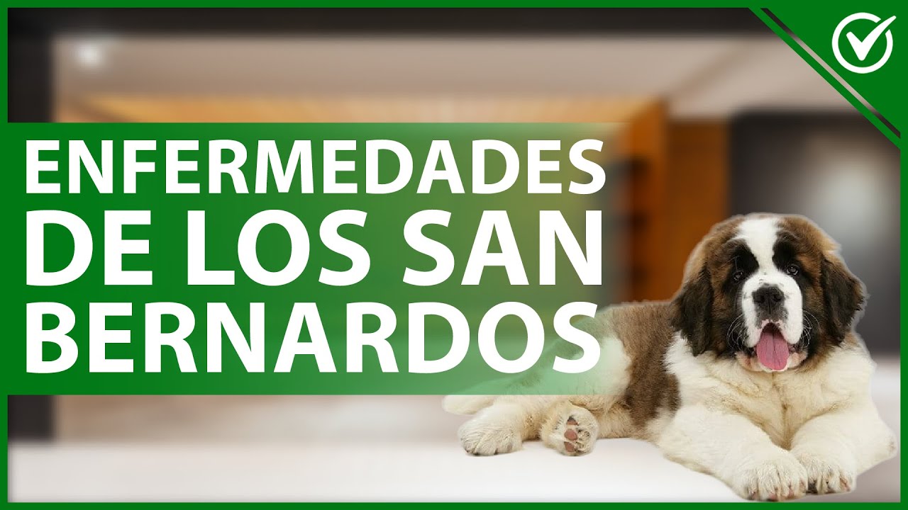 Video thumbnail for 🐕 ¿Cuáles son las ENFERMEDADES de los SAN BERNARDO más frecuentes? 🤒🐕