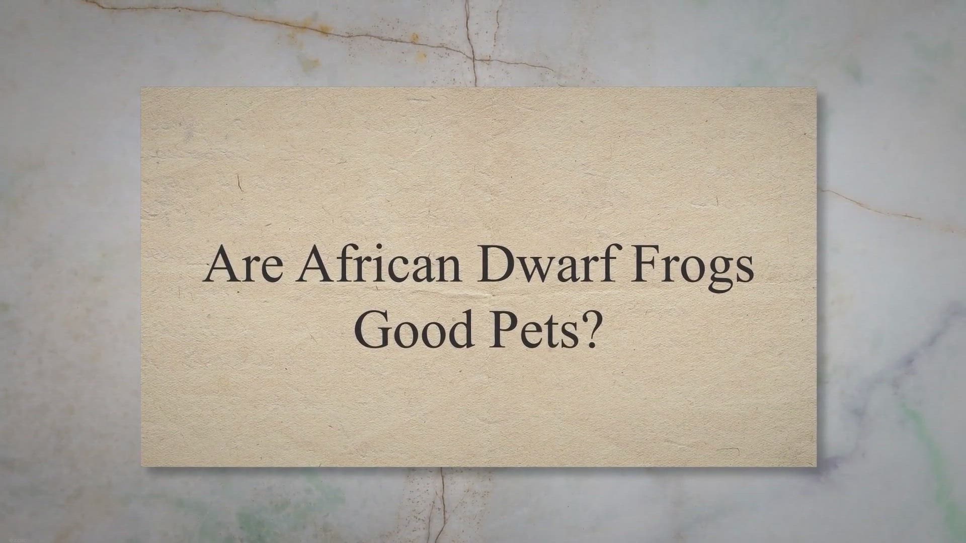 Video thumbnail for Are African Dwarf Frogs Good Pets?