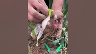 'Video thumbnail for #comedia #viral Trabajo fácil 😱😱😱😱#shorts'