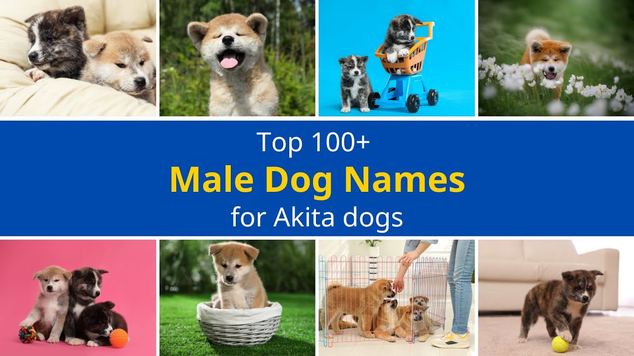 Top 100 Unique MALE Dog Names for Akita Puppies | Akita Names & Meanings