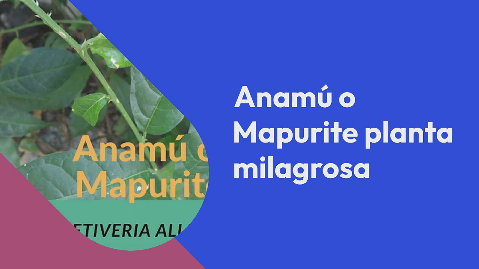 Video thumbnail for Anamú: Para qué sirve y como se prepara