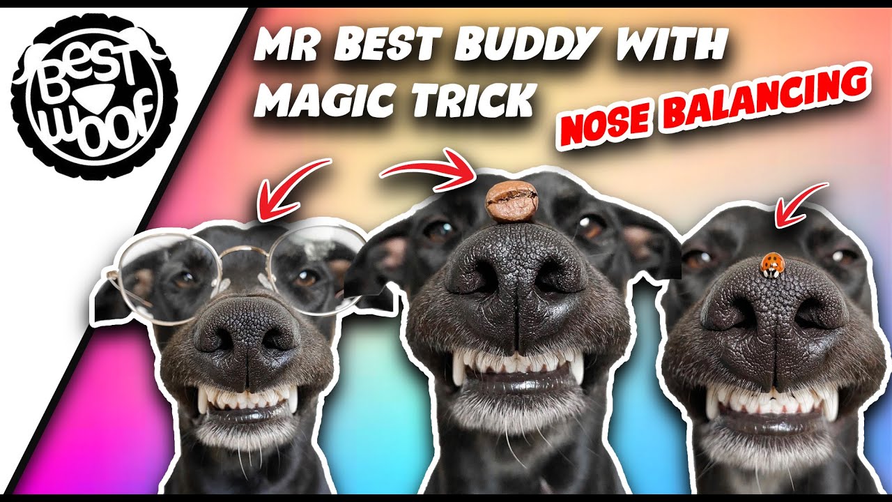 'Video thumbnail for Dog Magic Trick Compilation | BestWoof'