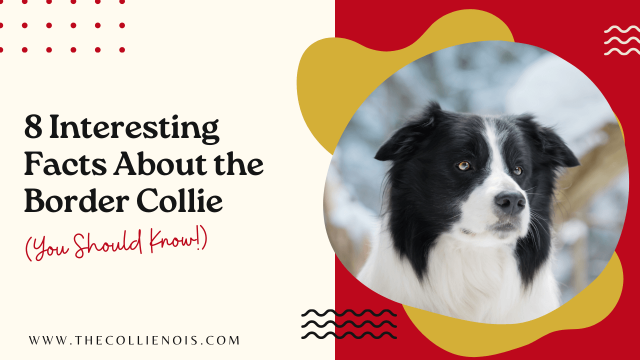 Purebred Dog Test How To Tell If A Dog Is Purebred (6 Ways)