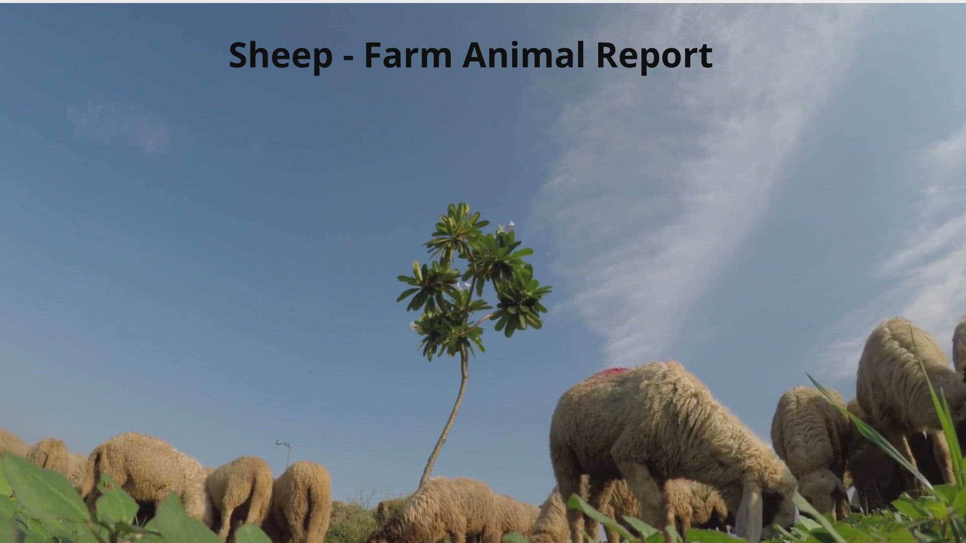 'Video thumbnail for Sheep grazing in Field'