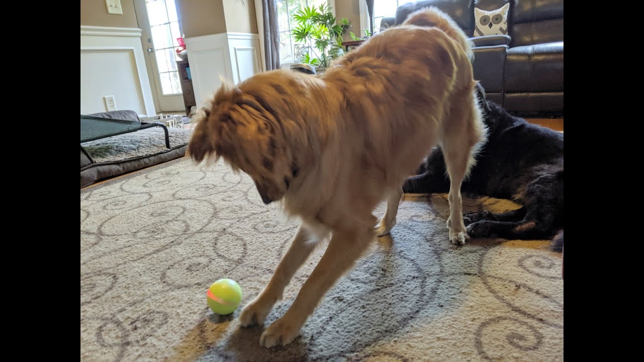 Dog ball moves outlet on its own