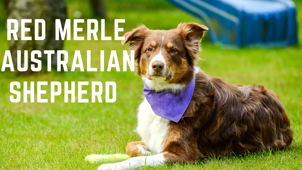 Red Australian Shepherd: Origin, Colors and Characteristics – timberwolfpet