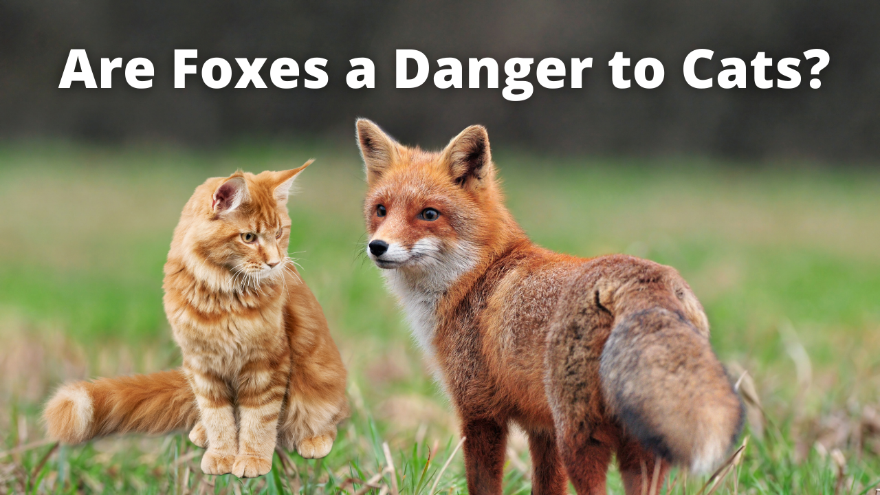 'Video thumbnail for Do Foxes Eat Cats? How to Keep Your Pets Safe'