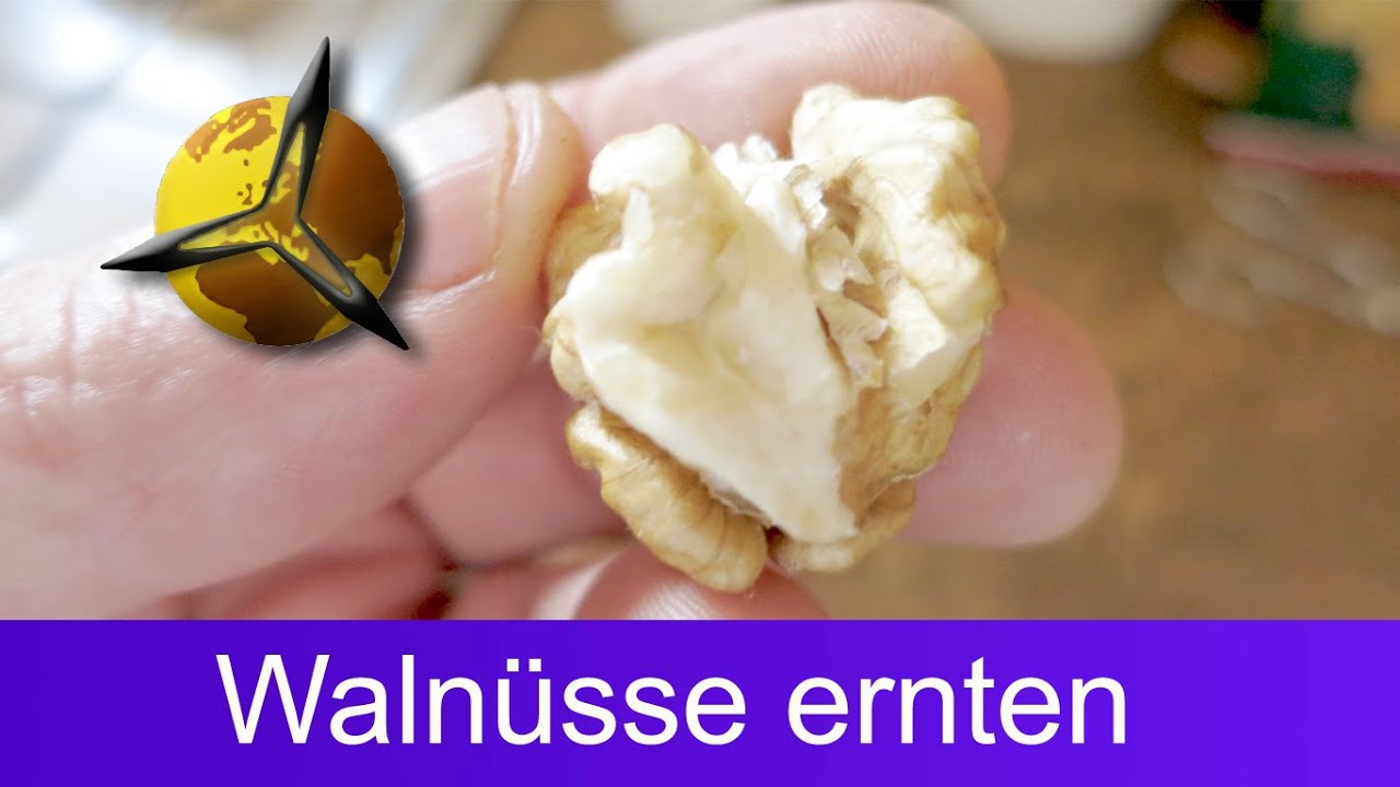 'Video thumbnail for Walnüsse selber ernten, trocknen und lagern'