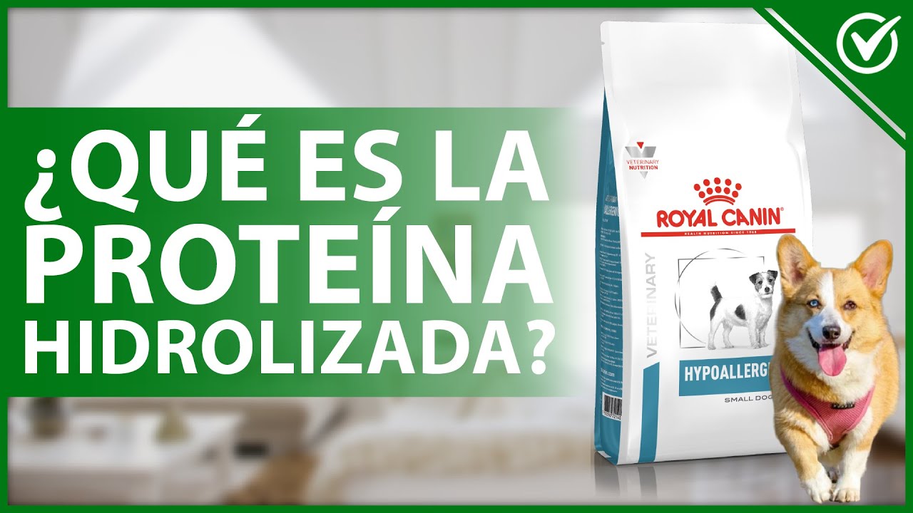 Video thumbnail for 🐶 PROTEÍNA HIDROLIZADA: Qué es, para qué sirve, dosis y vía de administración 🥩🐶