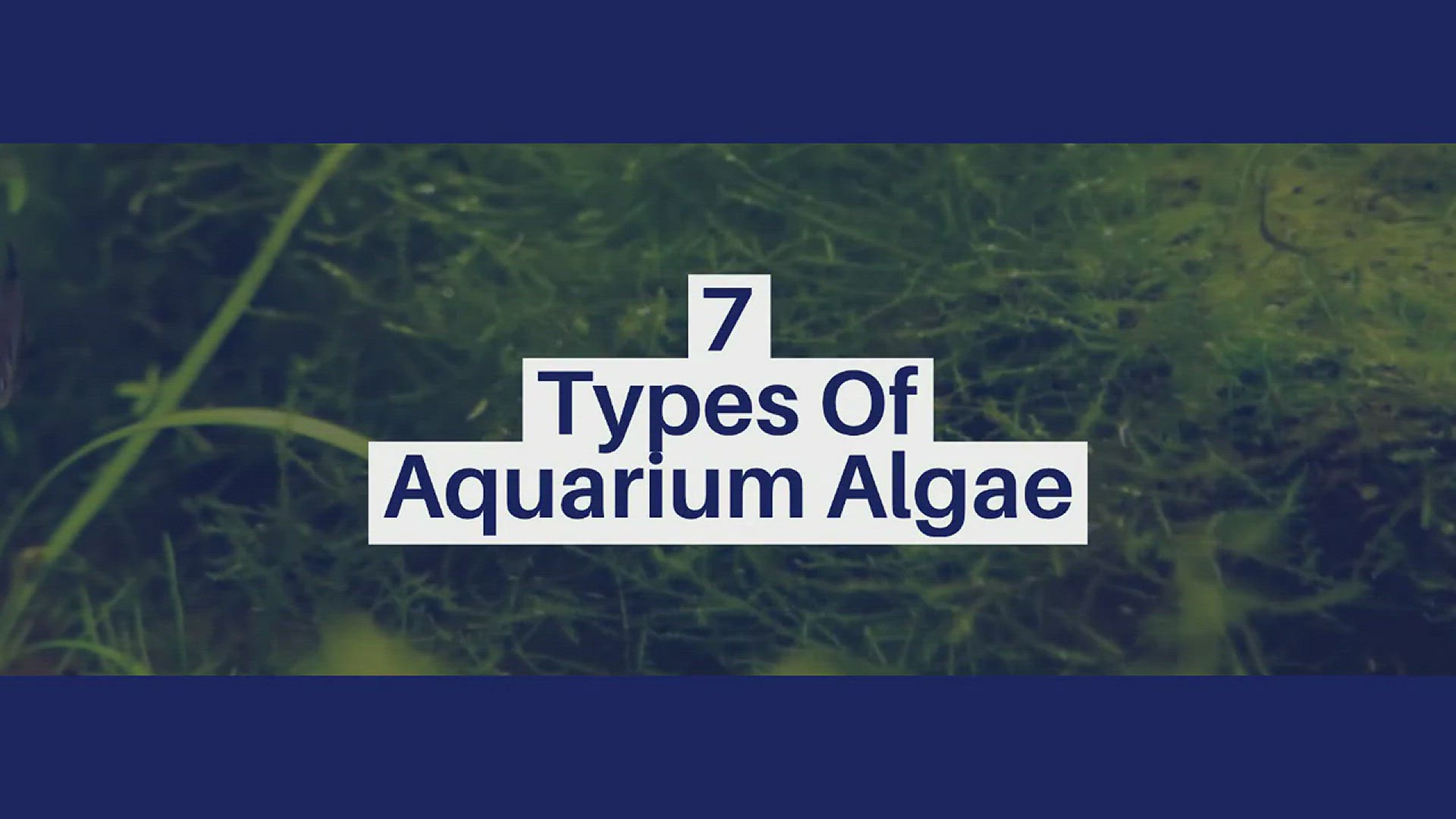 Video thumbnail for 7 Types Of Aquarium Algae