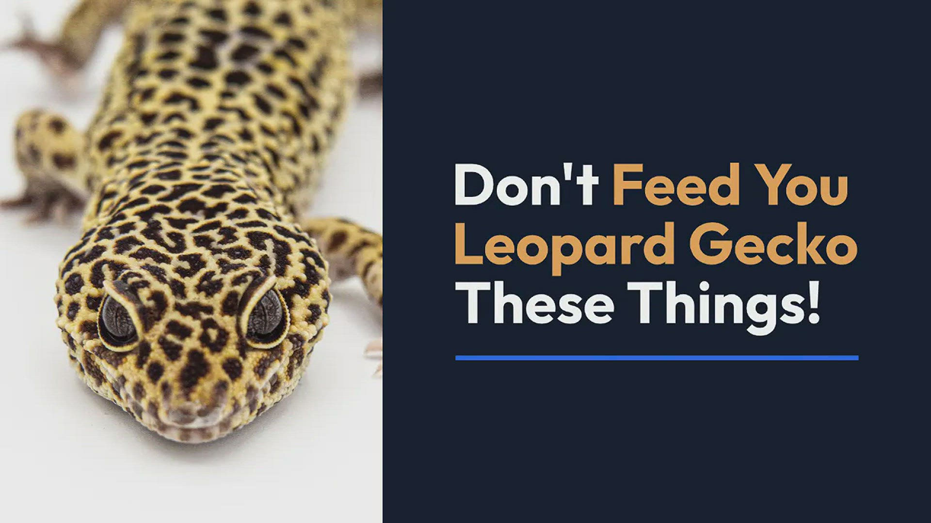 Leopard Gecko Facts 