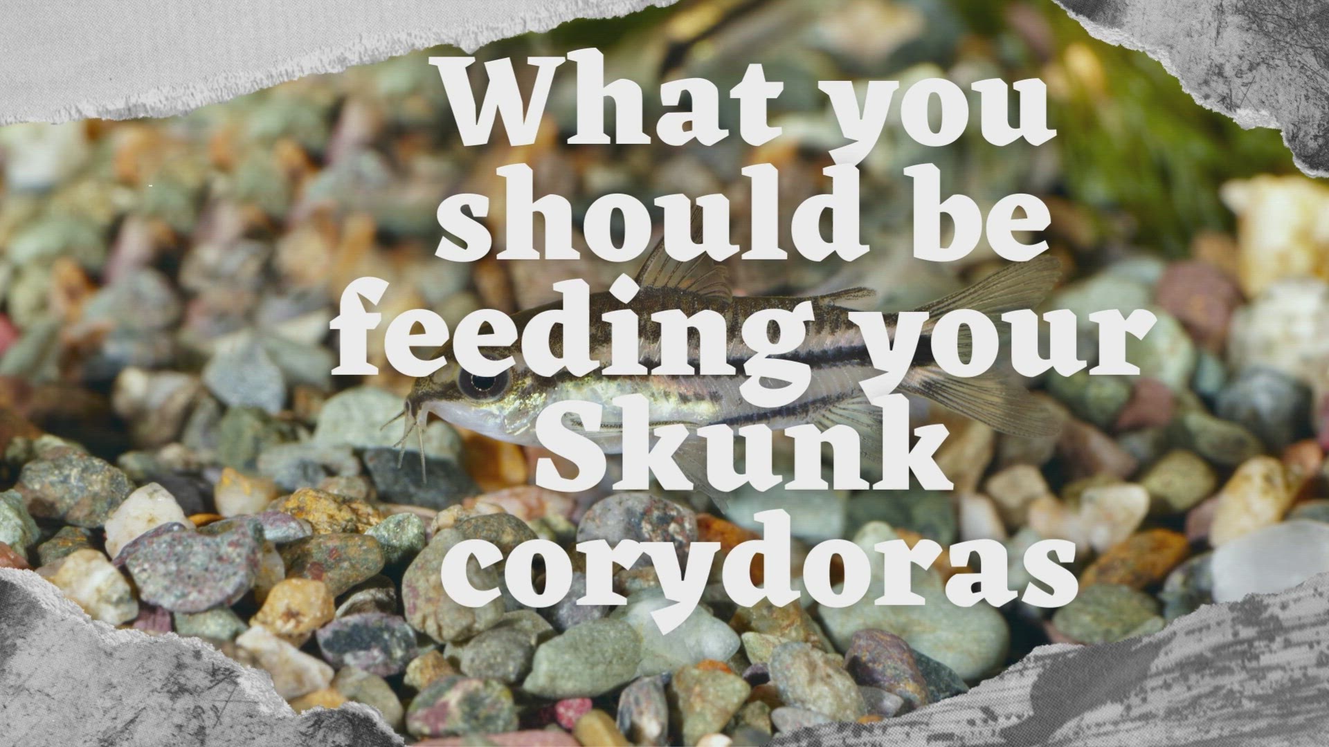 'Video thumbnail for What you should be feeding your skunk corydora'