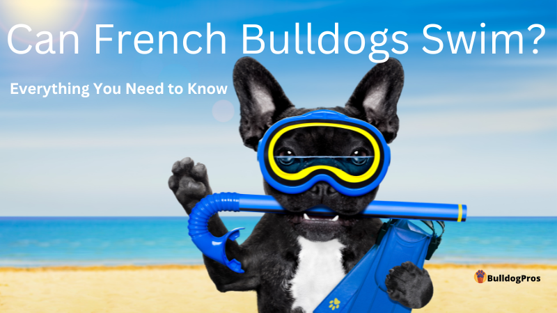 Can French Bulldogs swim? 