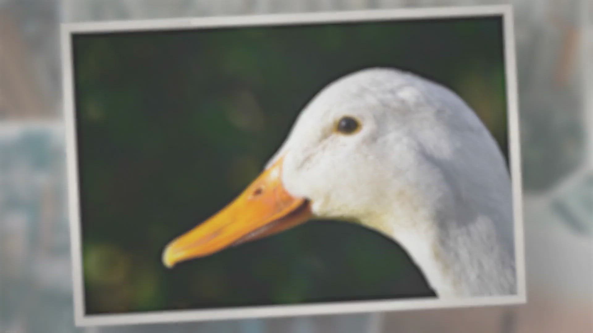 Video thumbnail for Do Geese Have Teeth on their Tongues?