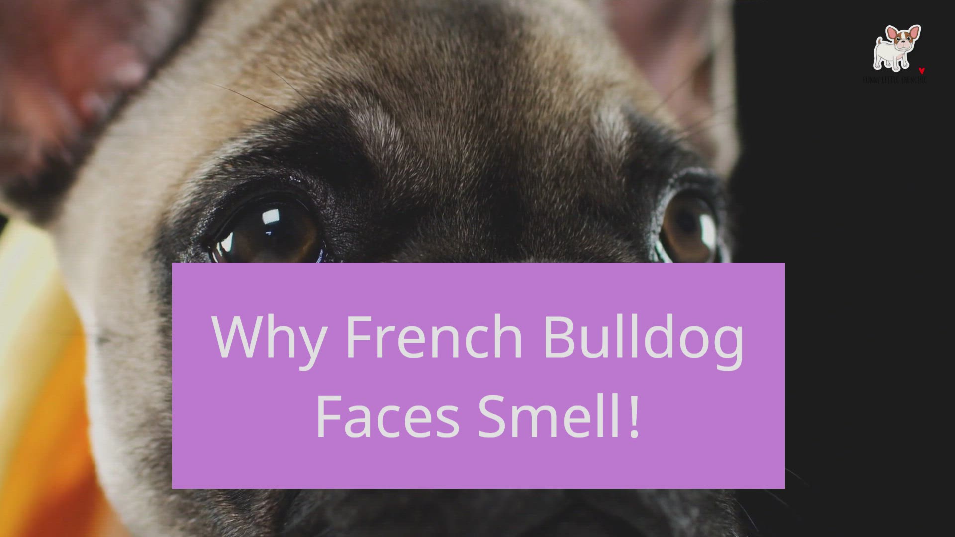 how do i stop my french bulldog from smelling