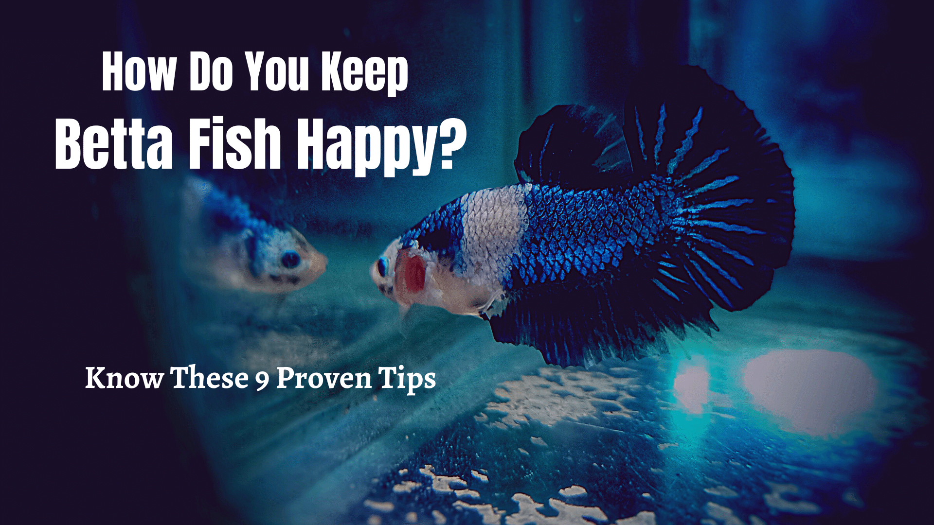 Video thumbnail for How to Keep Betta Fish Happy: 9 Proven Tips