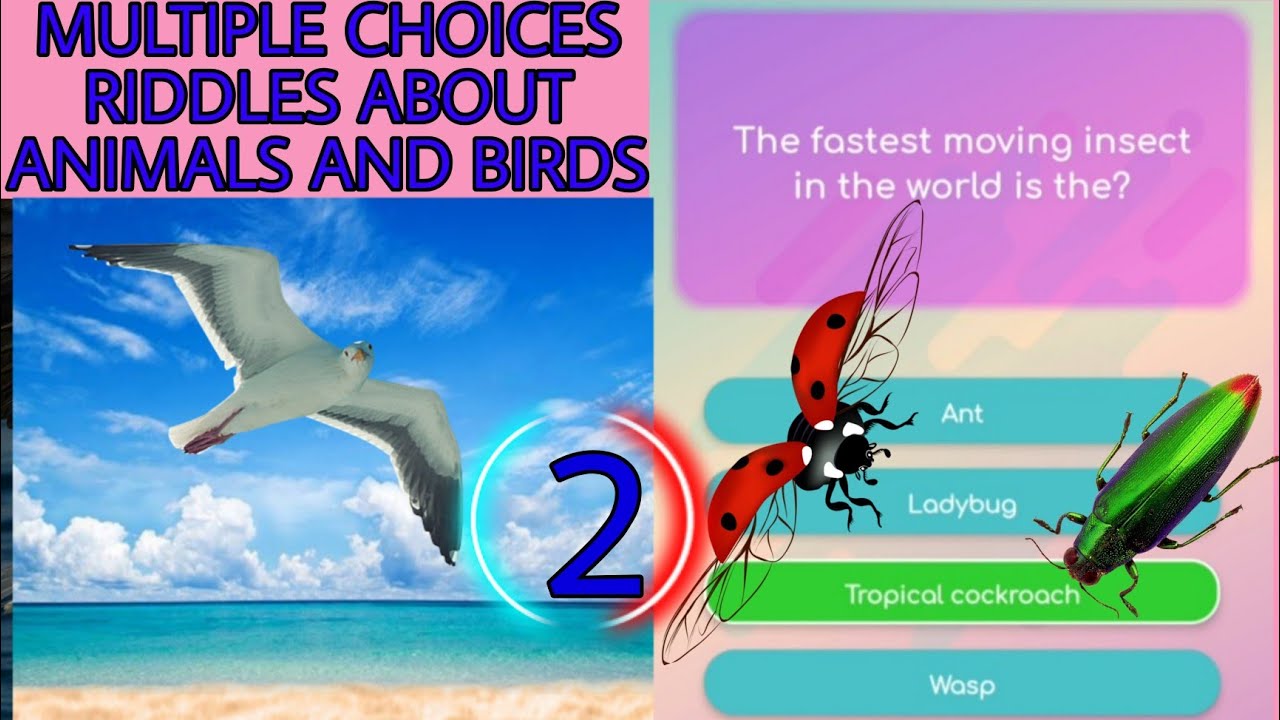 'Video thumbnail for Synthesis of multiple choice riddles about animals and birds #2 | What is the largest seabird'