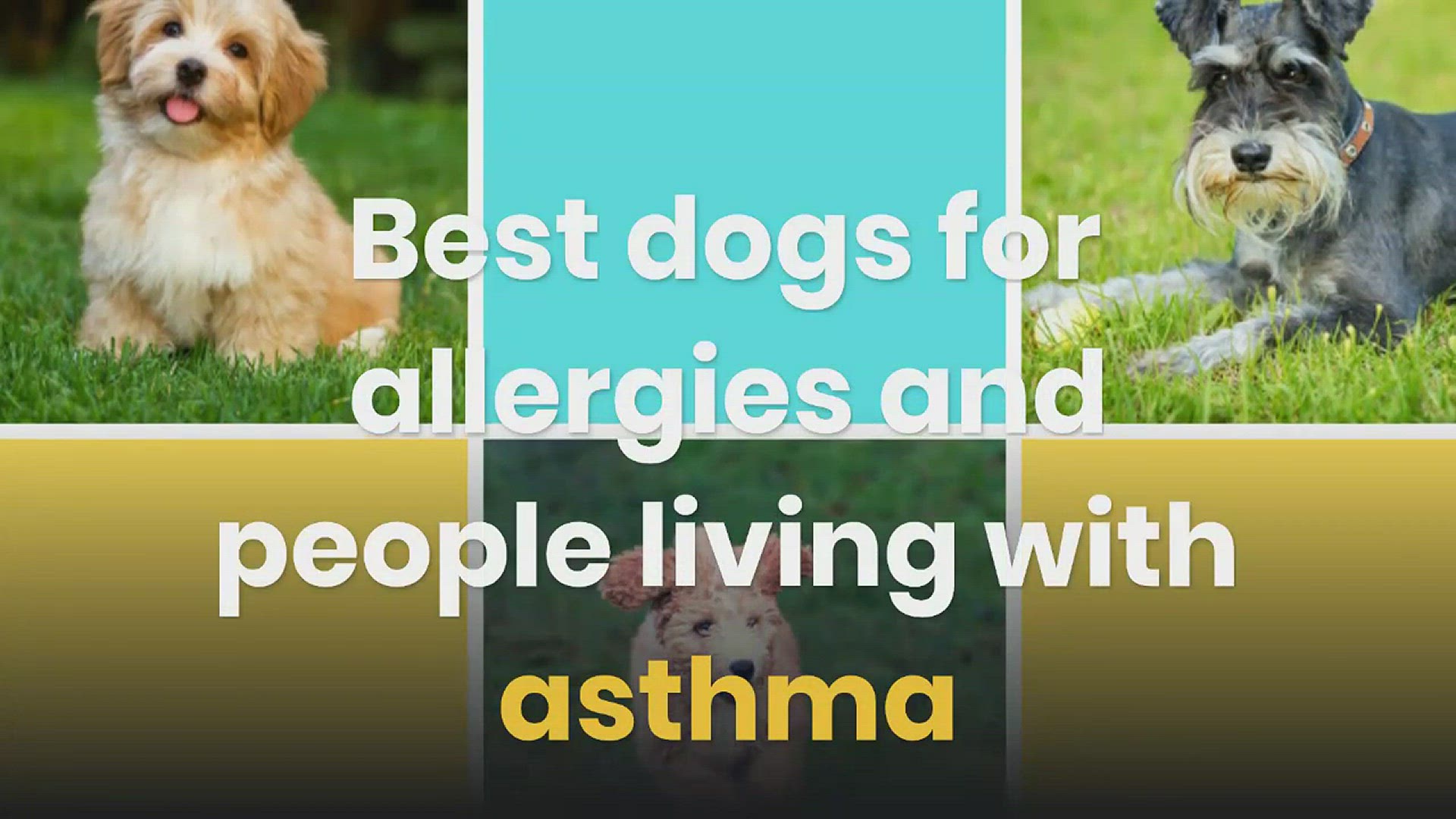 'Video thumbnail for Best Dogs For Allergies And People Living With Asthma'