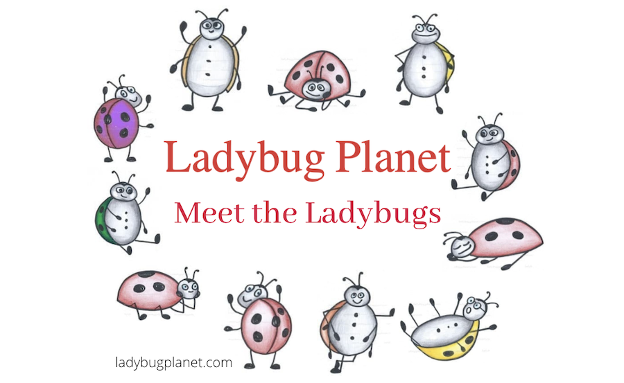 200+Ladybug Png, Ladybug Bundle, Ladybug layered, Ladybug clipart