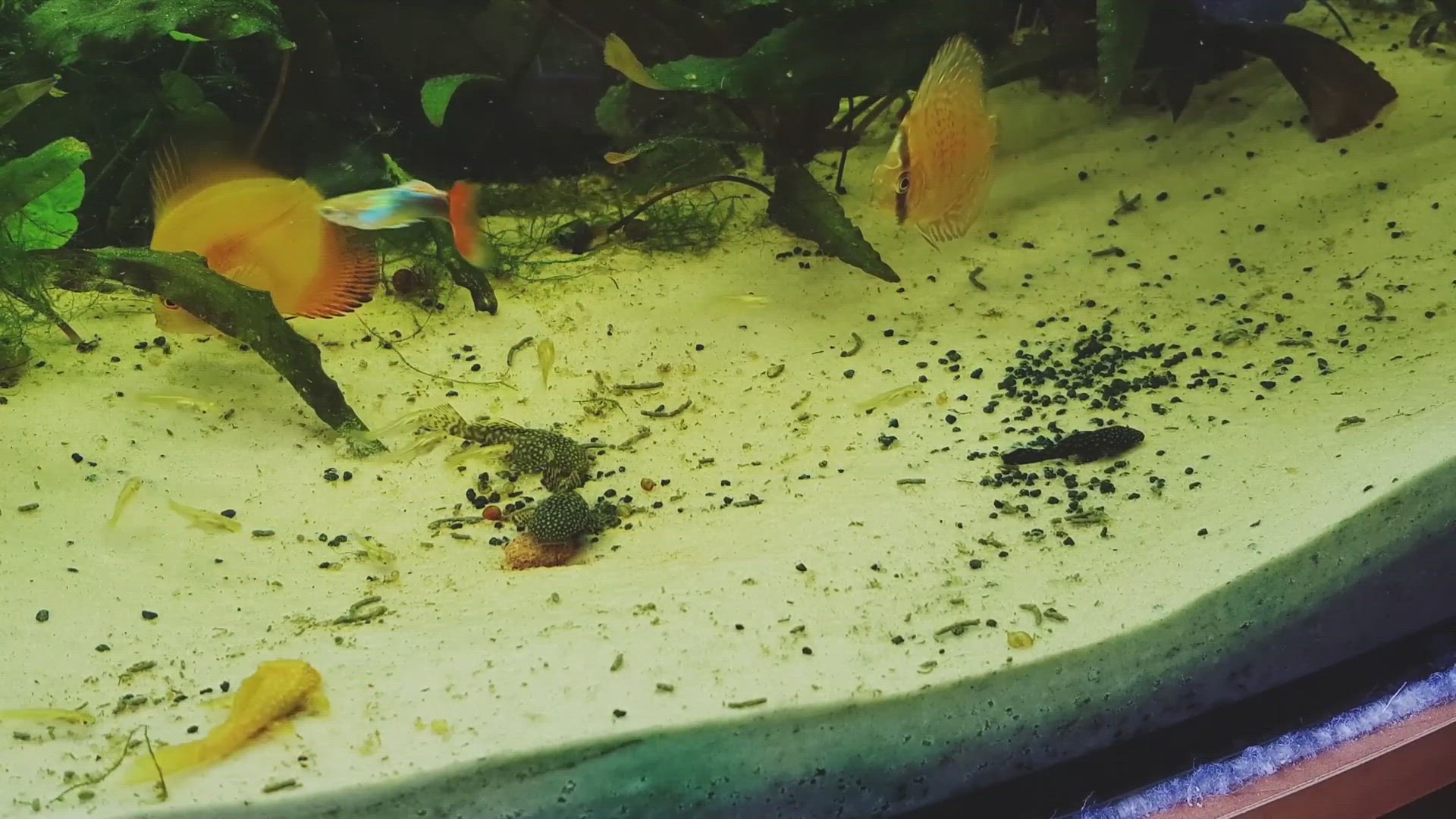 'Video thumbnail for Nano Planted tank'