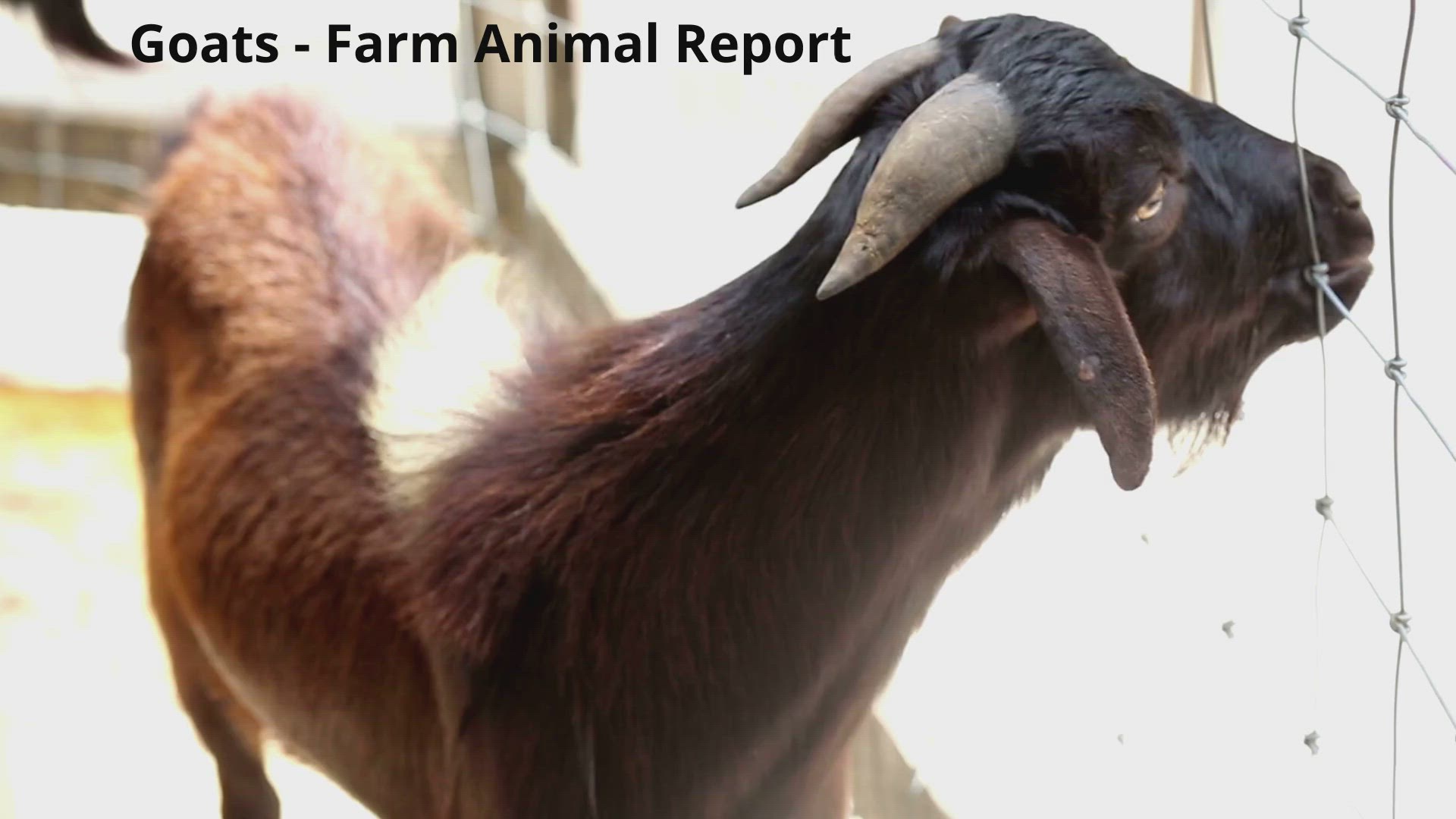 'Video thumbnail for Goat biting fence'