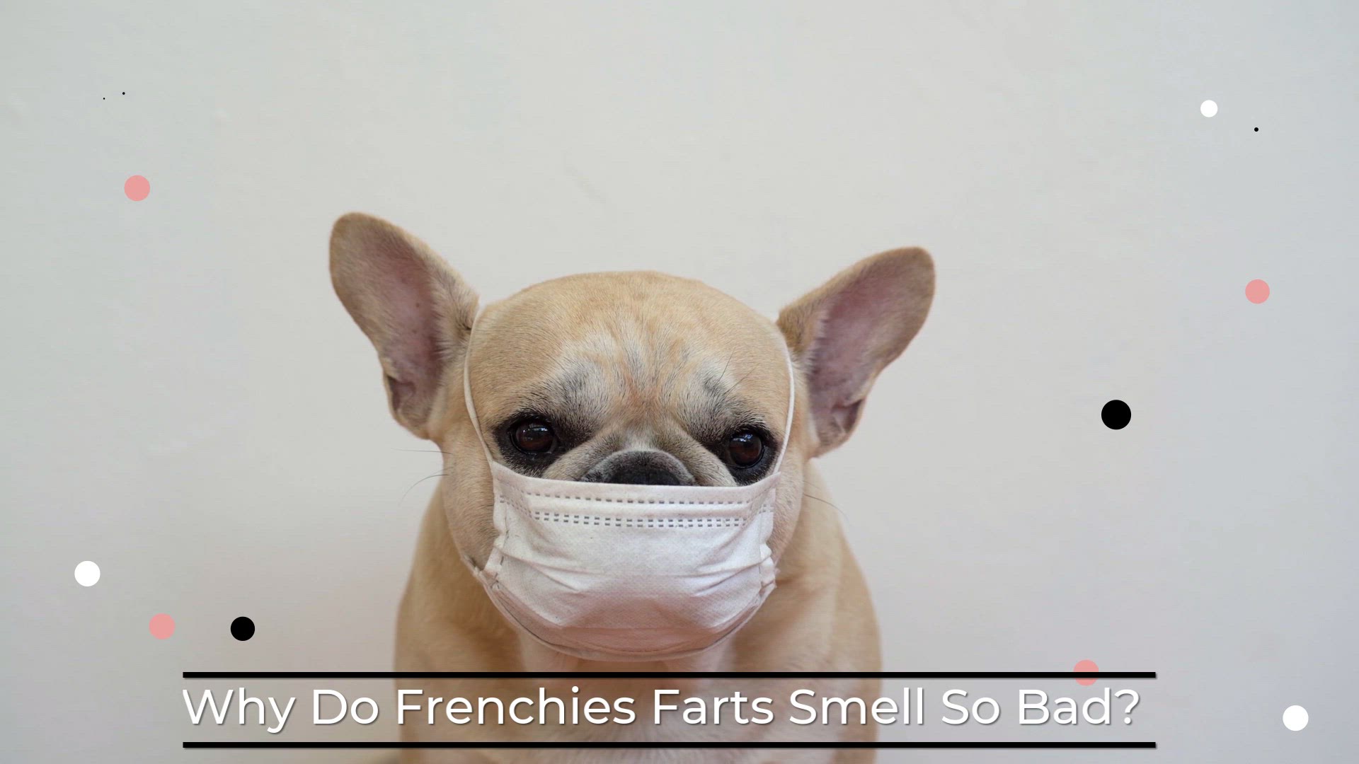 'Video thumbnail for Why Do French Bulldogs Farts Smell So Bad? '