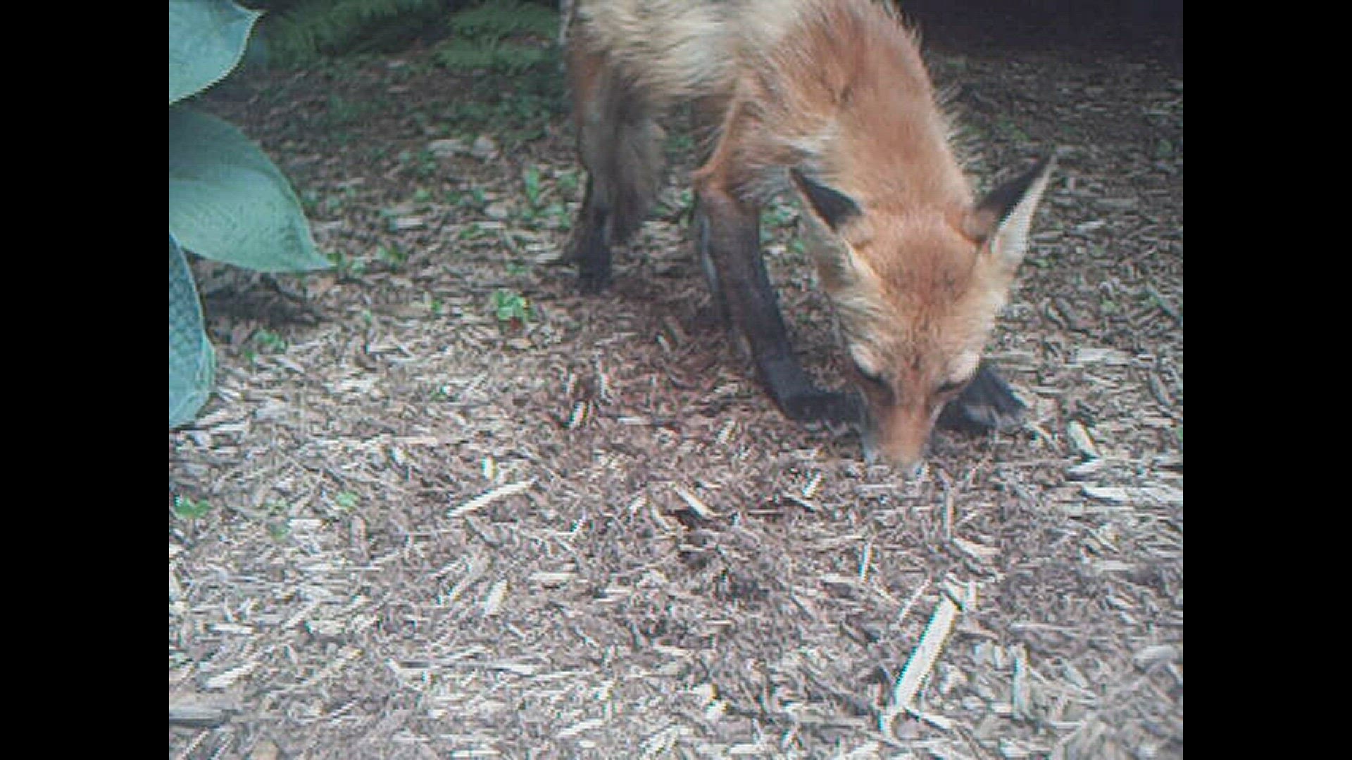 'Video thumbnail for Fox leaves a gift'