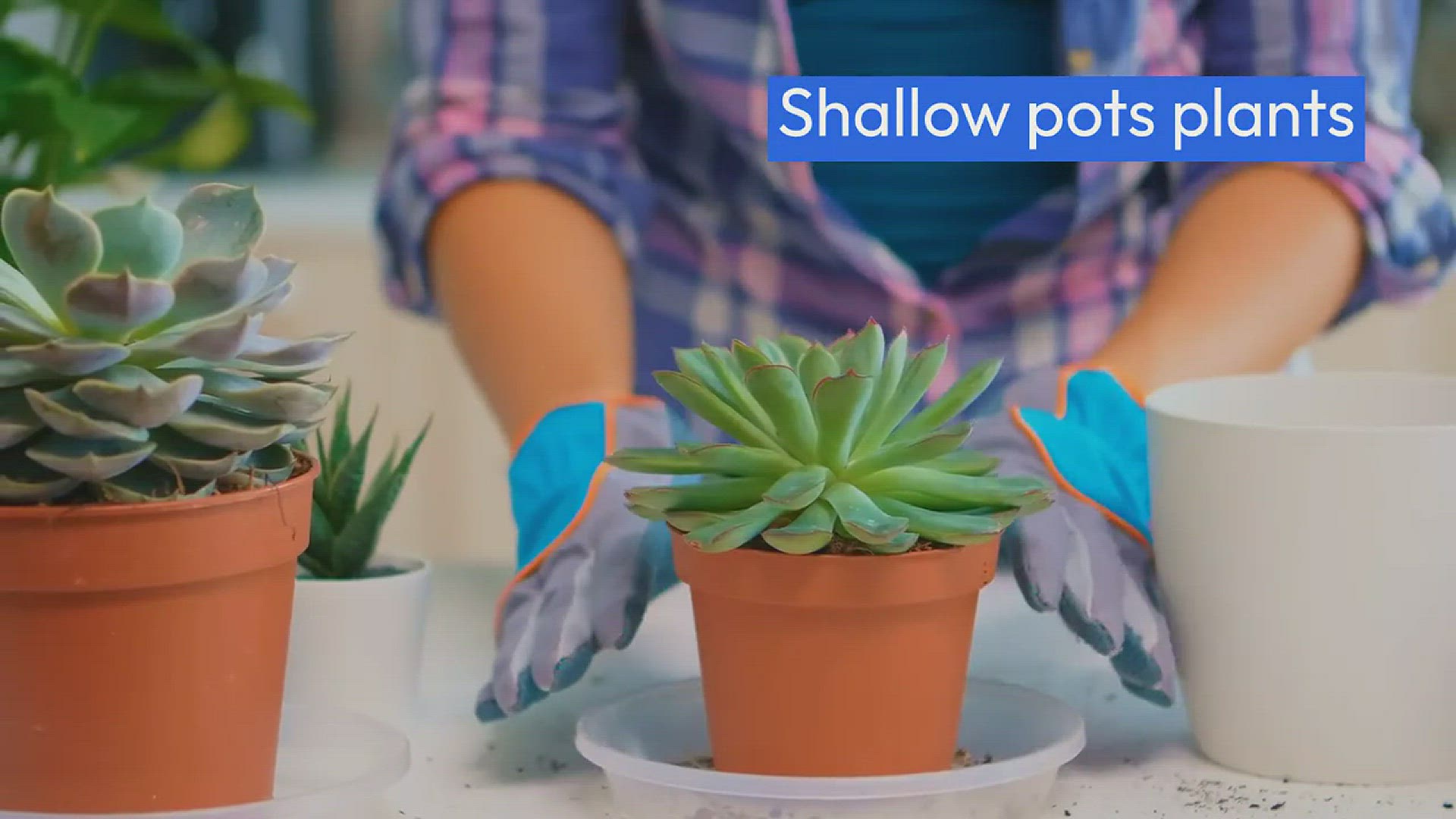 Video thumbnail for Best Houseplants for Shallow Pots