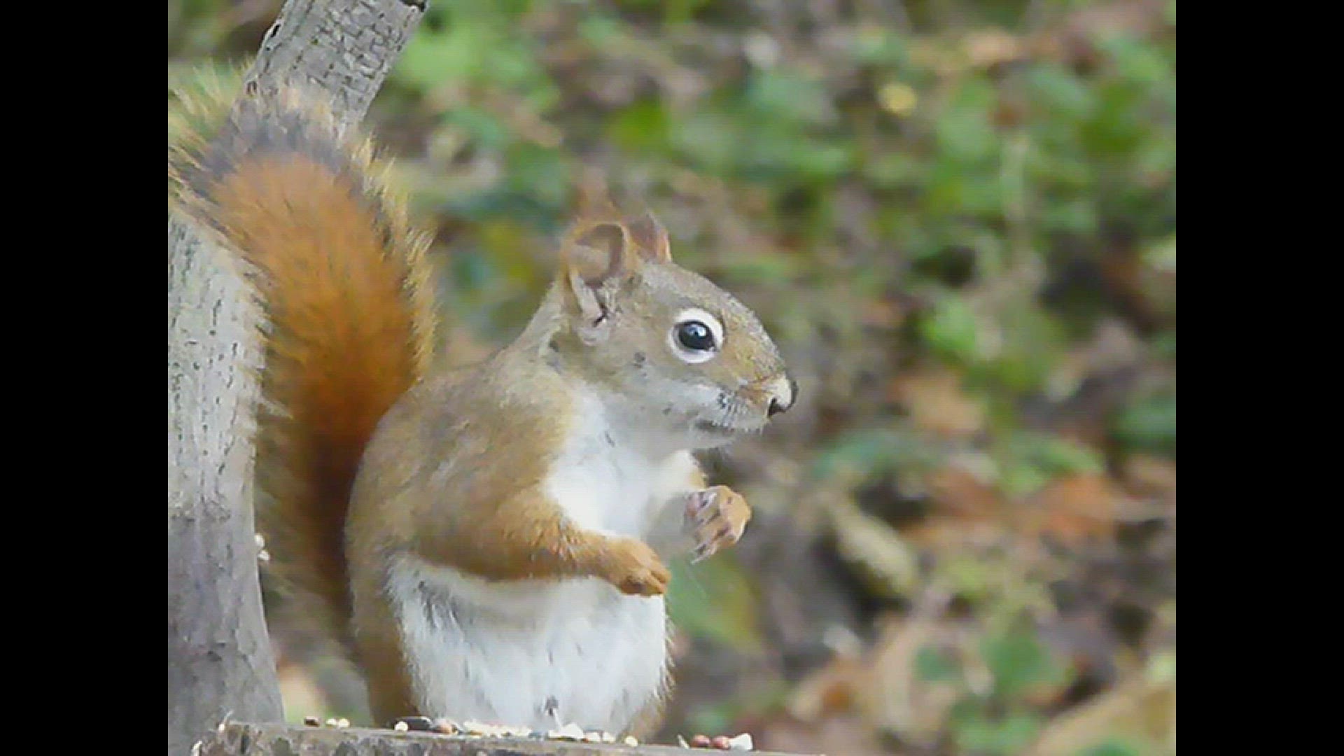'Video thumbnail for Red Squirrel with seeds'